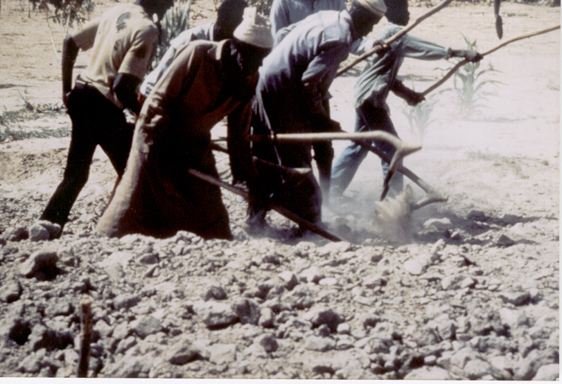 Des paysans maliens labourent la terre
